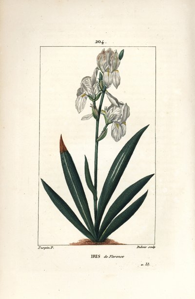 Iris florentin, Iris florentina, fleur et feuille - Pierre Jean Francois Turpin