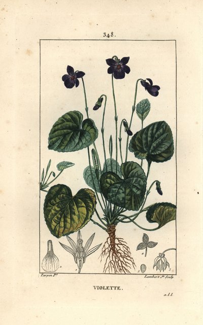 Violette odorante - Violette odorante, Viola odorata, avec fleur, feuille, tige et racines. Gravure en taille-douce en couleur par Lambert Junior d