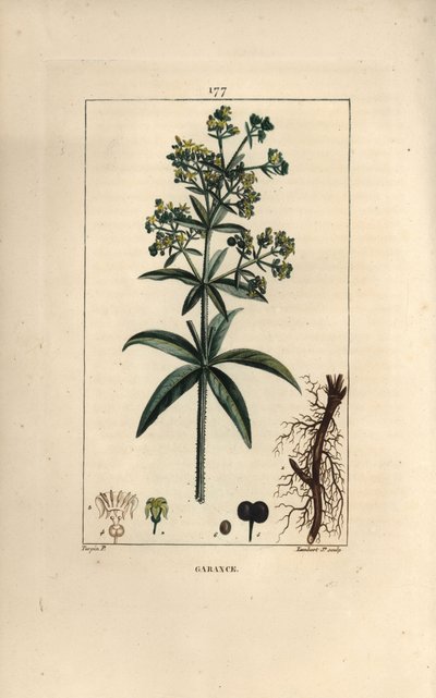 Garance des teinturiers - Garance, Rubia tinctorum, avec racine, fleur, feuille et graine - Pierre Jean Francois Turpin