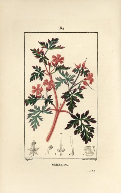 Herbe à Robert - Pierre Jean Francois Turpin