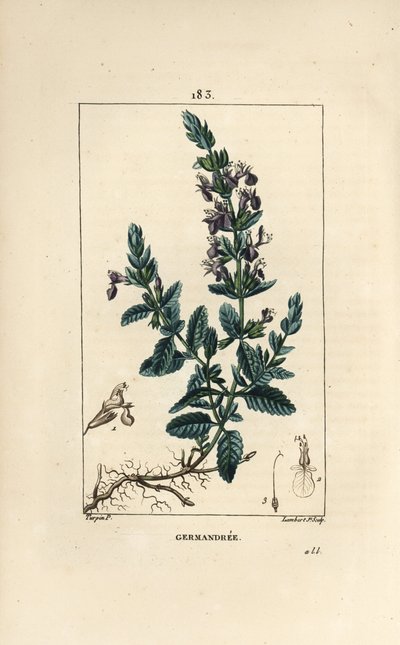 Germandrée petit chêne - Germandrée, Teucrium chamaedrys - Pierre Jean Francois Turpin