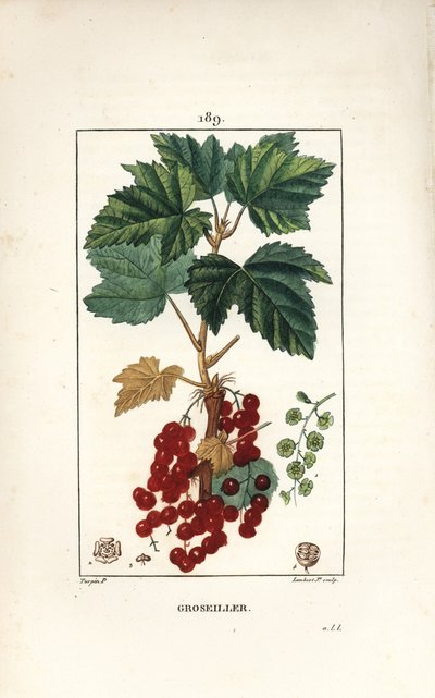 Groseillier à grappes - Pierre Jean Francois Turpin