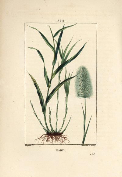 Nard indien, spicanard - Spikenard, Andropogon nardus, avec feuille, racine et fleur. Gravure en taille-douce en couleur par Lambert Junior d