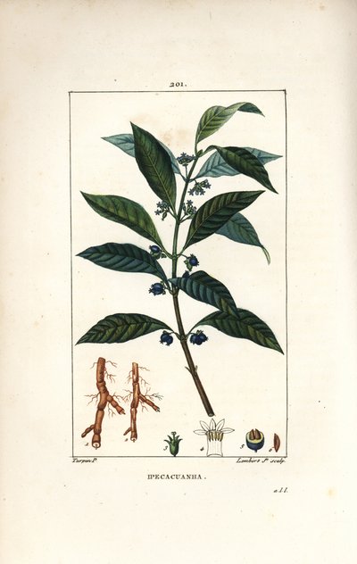Ipeca ou Ipecacuana - Pierre Jean Francois Turpin