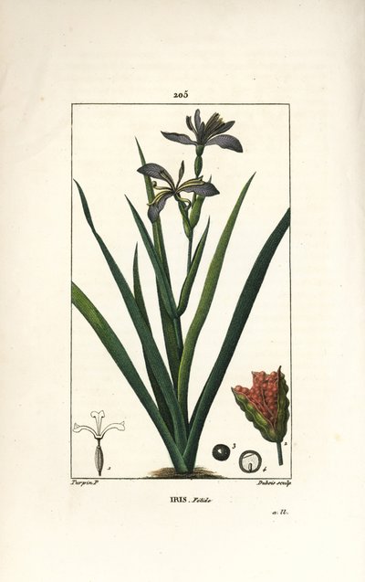 Iris fétide ou iris de jambe, iris puant - Pierre Jean Francois Turpin