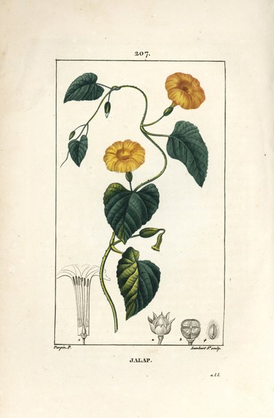 Jalap - Pierre Jean Francois Turpin