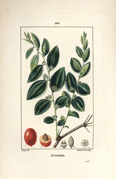 Jujubier teinture mère - Jujubier, Rhamnus zizyphus, avec fleur, feuille et fruit en section - Pierre Jean Francois Turpin