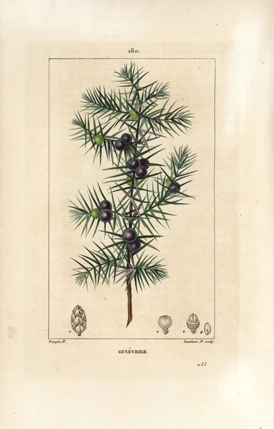Genévrier, Juniperus vulgaris, montrant feuille, baie et tige - Pierre Jean Francois Turpin