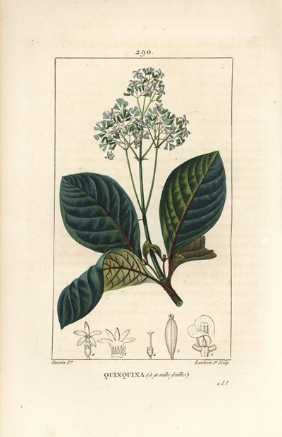 Ladenbergia oblongifolia (Cinchona magnifolia), avec fleur, branche, feuille et graine. Gravure en taille-douce colorée à la main par Lambert Junior d