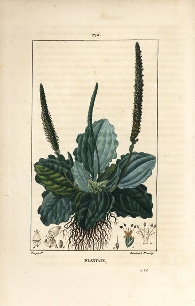 Grand plantain - Pierre Jean Francois Turpin