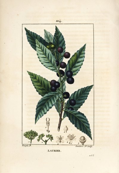 Laurier, Laurus nobilis, avec feuille, baie et graine. Gravure en taille-douce en couleur par Lambert Junior d