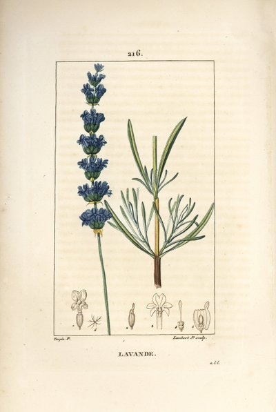 Lavande aspic - Lavande, Lavandula spica - Pierre Jean Francois Turpin