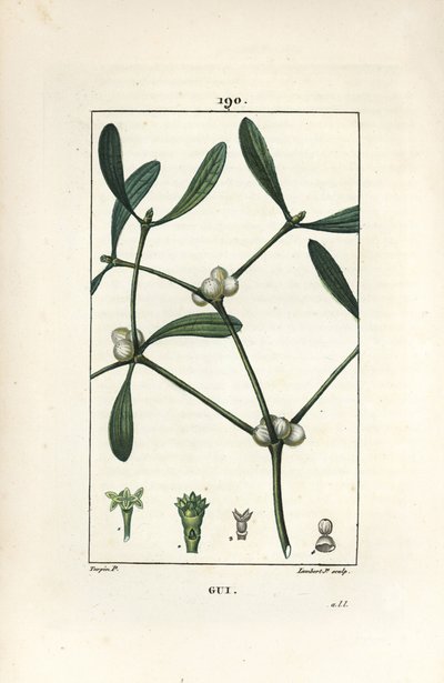 Gui feuillu - Pierre Jean Francois Turpin