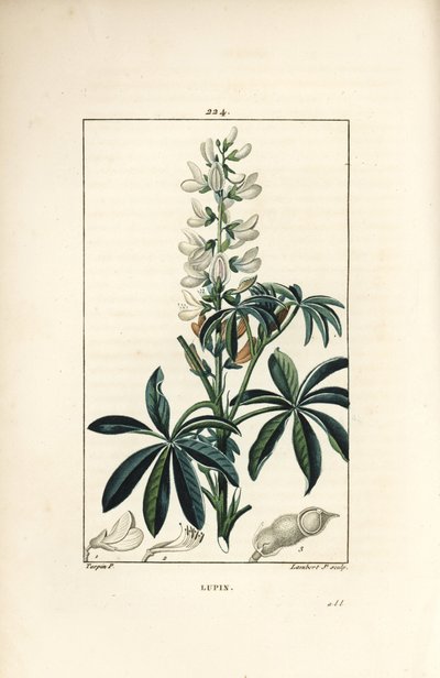 Lupin - Lupin blanc, Lupinus sativus. Gravure en taille-douce en couleur par Lambert Junior d