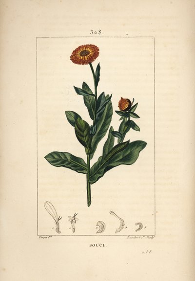 Souci, Calendula officinalis, avec fleur, feuille et tige - Pierre Jean Francois Turpin