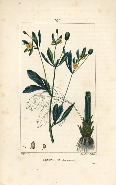 Caltha des marais - Pierre Jean Francois Turpin