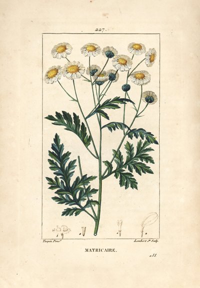 Matricary - Grande camomille, Matricaria vulgaris. Gravure en taille-douce en couleur par Lambert Junior d