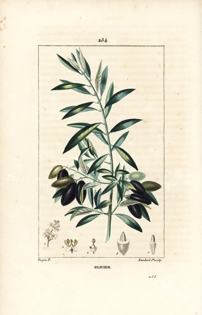 Olivier - Pierre Jean Francois Turpin