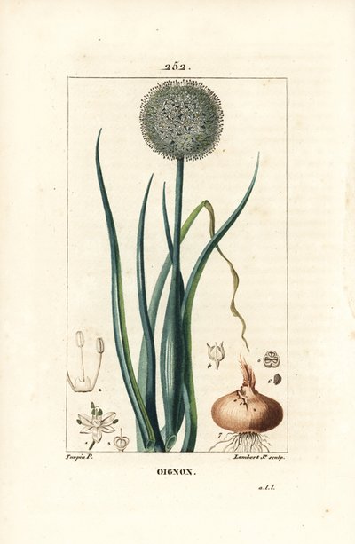 Oignon - Oignon, Allium cepa, avec fleur, feuille, bulbe et racines. Gravure en taille-douce en couleur par Lambert Junior d