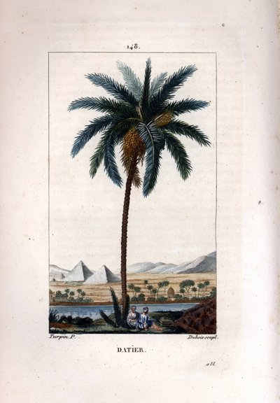 Palmier dattier - Pierre Jean Francois Turpin