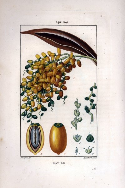 Branche de palmier à dattes - Pierre Jean Francois Turpin