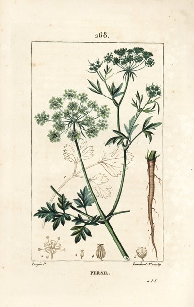 Persil - Persil de jardin - Pierre Jean Francois Turpin