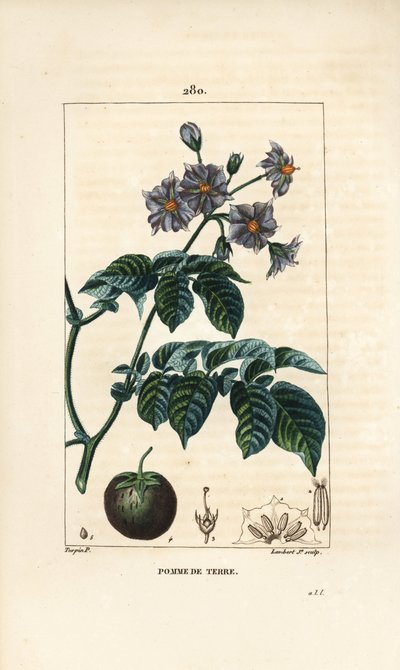 Pomme de terre - Solanum tuberosum, avec fleur, feuille, tige et fruit. Gravure au pointillé en couleur par Lambert Junior d