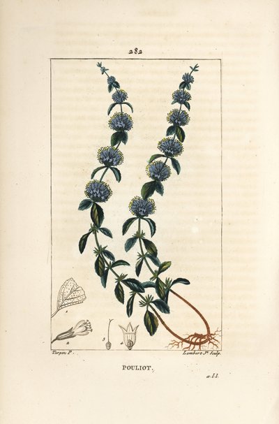 Menthe pouliot - Pierre Jean Francois Turpin