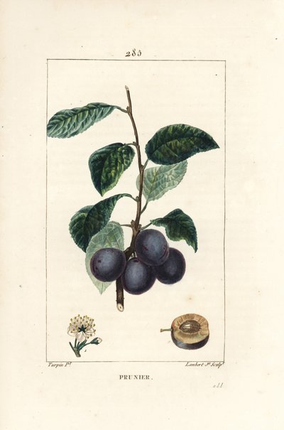 Prunier - Pierre Jean Francois Turpin