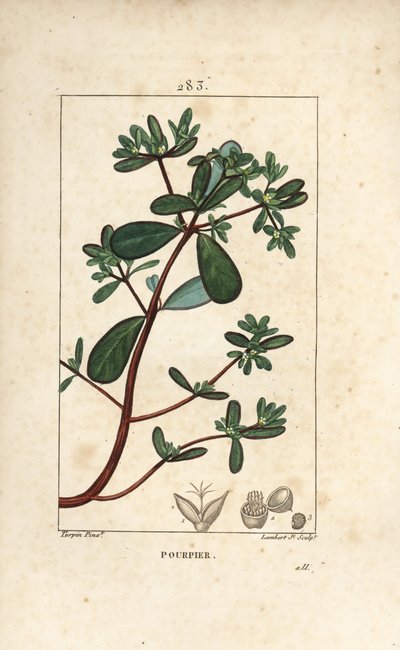 Pourpier, Porcelane, Porculaca oleracea, avec feuille, tige et fleur. Gravure en taille-douce en couleur par Lambert Junior d
