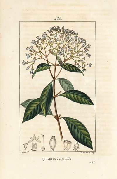 Quinquina - Pierre Jean Francois Turpin