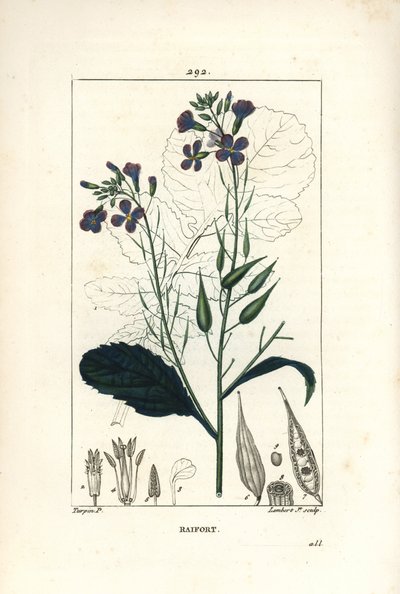 Radis - Radis, Raphanus sativus, avec fleur, feuille, graine et contour de feuille. Gravure au pointillé en couleur à la main par Lambert Junior d