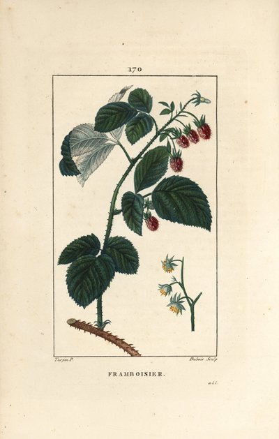 Framboise - Pierre Jean Francois Turpin