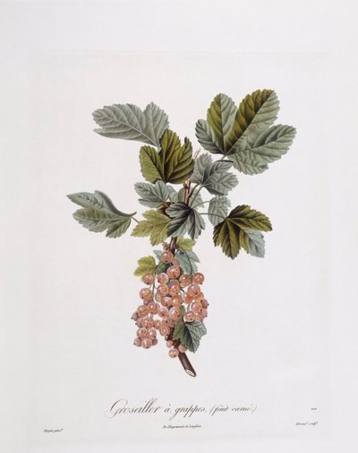 Groseille rouge (Ribes rubrum), planche botanique par Pierre Jean François Turpin - Pierre Jean Francois Turpin