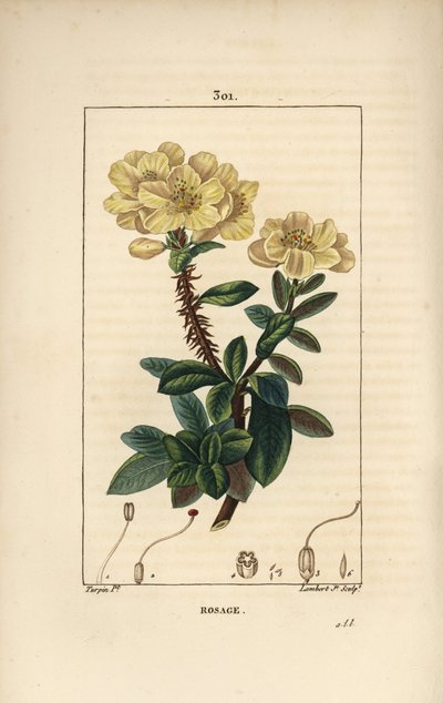 Rhododendron géant - Rosebay, Hymenanthes maxima (Rhododendron maximum), avec fleur, tige épineuse, feuille et graine. Gravure au pointillé en couleur à la main par Lambert Junior d