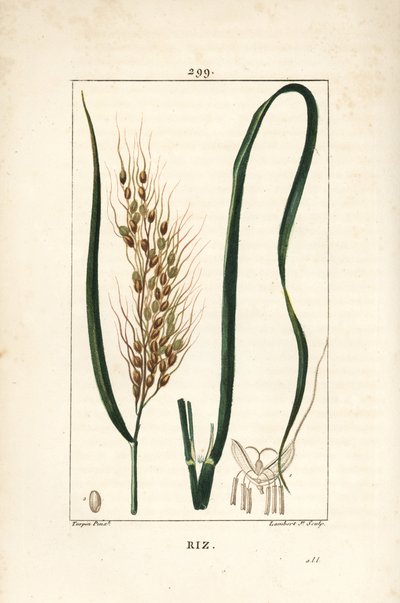 Riz - Riz, Oryza sativa, avec feuille, graine et tige. Gravure en taille-douce colorée à la main par Lambert Junior d