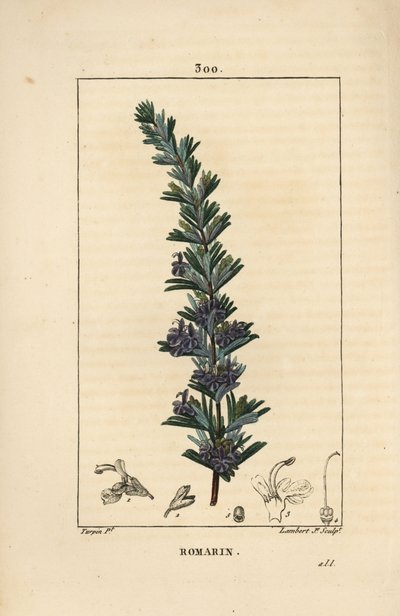 Romarin - Romarin, Rosmarinus officinalis, avec fleur, feuille et tige. Gravure au pointillé colorée à la main par Lambert Junior d