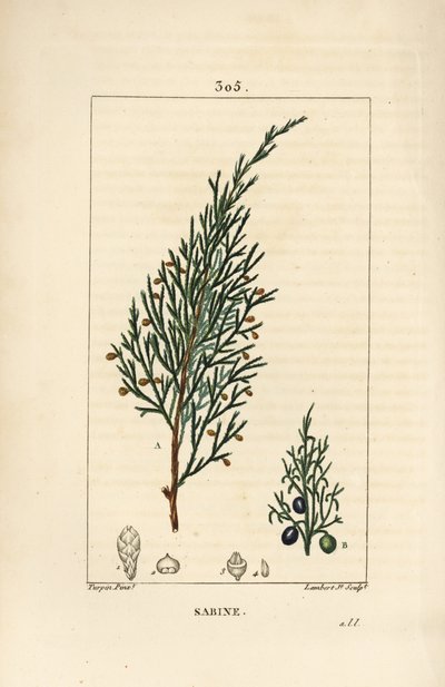 Genévrier sabine, Juniperus sabina, avec baie, feuille, tige et graine. Gravure en taille-douce colorée à la main par Lambert Junior d