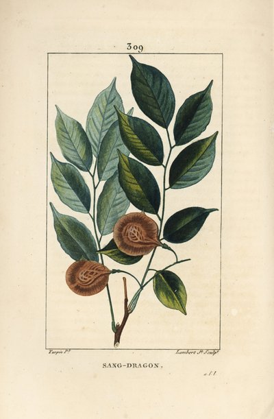 Sang-dragon (sandragon), mangle médaille, palétuvier ou mangle rivière - Dragonsblood ou padouk, Pterocarpus officinalis (Pterocarpus draco), avec feuille, fruit et graine. Gravure en taille-douce colorée à la main par Lambert Junior d