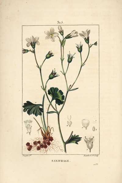 Saxifrage granulée ou Saxifrage à bulbilles - Saxifrage des prés, Saxifraga granulata, avec fleur, feuille, tige et racine. Gravure au pointillé en couleur à la main par Lambert Junior d