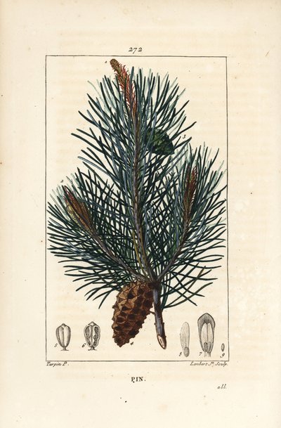 Pin sylvestre - Pinus sylvestris, avec branche, aiguille et cône de pin. Gravure au pointillé en couleur par Lambert Junior d