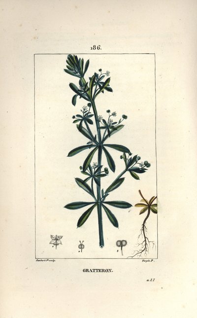 Gratteron ou rible, gratte-langue, gaillet - Gaillet gratteron, Galium aparine - Pierre Jean Francois Turpin