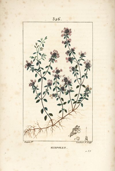 Serpolet ou thym serpolet - Thym rampant ou thym sauvage, Thymus serpyllum, avec fleur, feuille, tige et racine. Gravure en taille-douce colorée à la main par Lambert Junior d