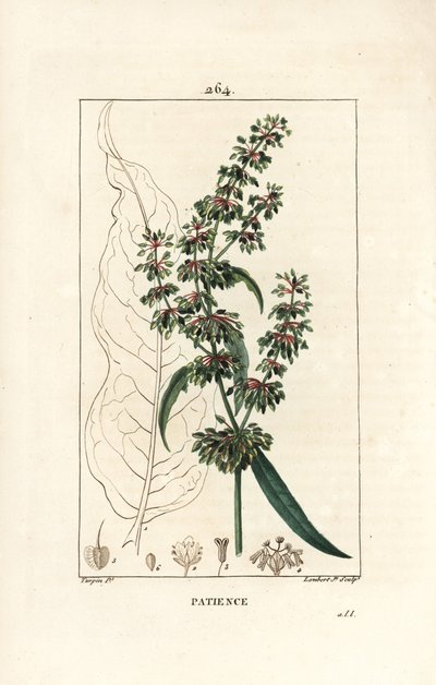 Oseille épinard ou patience des moines - Patience, Rumex patientia, avec fleur, tige, feuilles, graine et contour de feuille. Gravure en taille-douce en couleur par Lambert Junior d