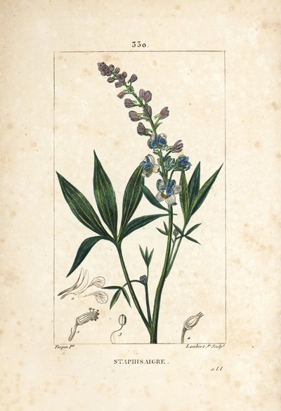 Staphisagria - Délphinium staphisagria, avec fleur, feuille, tige et graine - Pierre Jean Francois Turpin