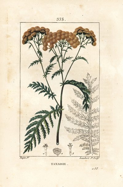 Tanaisie - Tanaisie, Tanacetum vulgare - Pierre Jean Francois Turpin