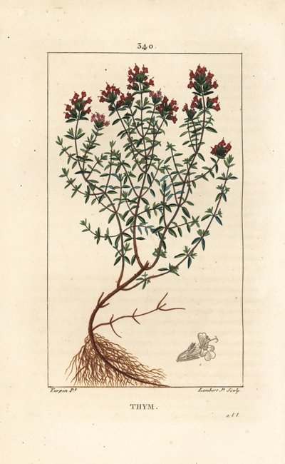 Thym, Thymus vulgaris, montrant, fleur, feuille, tige et racine. Gravure en taille-douce en couleur par Lambert Junior d