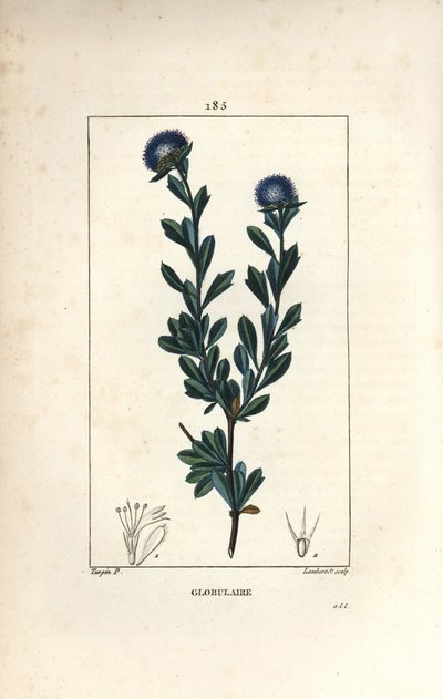 Variété de globulaire - Pierre Jean Francois Turpin