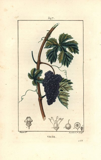 Vigne - Vigne à raisin, Vitis vinifera, avec fruit, feuille, vrille et tige. Gravure en taille-douce coloriée à la main par Lambert Junior d