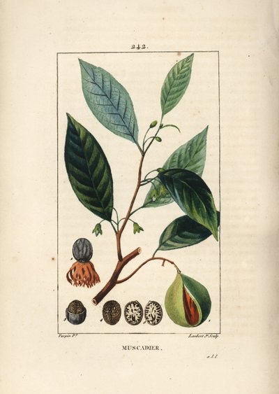 Noix vomique - Pierre Jean Francois Turpin